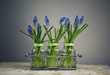 Foto: Hyacinth Still Life Hyacinth Still Life