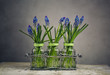 Foto: Hyacinth Still Life Hyacinth Still Life