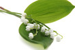 Muguet,