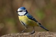 Bluetit on a branch looking left