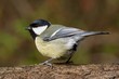 Titmouse on a branch looking left