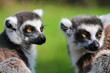 Foto: lemur catta lemur catta