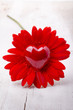 gerbera con cuore rosso