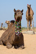 Camel at the Pushkar Fair , Rajasthan, India