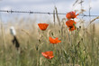 Coquelicots au bord d'un champ