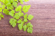 green fresh raw chervil condiment  plant on wooden background
