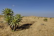 View in Simien mountains with Giant lobelia in the foreground.
