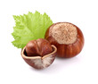 Hazelnuts with leaf