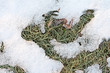 Photo: Spring Thaw Spring Thaw