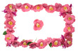 Photo: camellia frame over white camellia frame over white