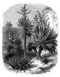 Yuccas Varieties : Filamentosa - Aloifolia - Gloriosa