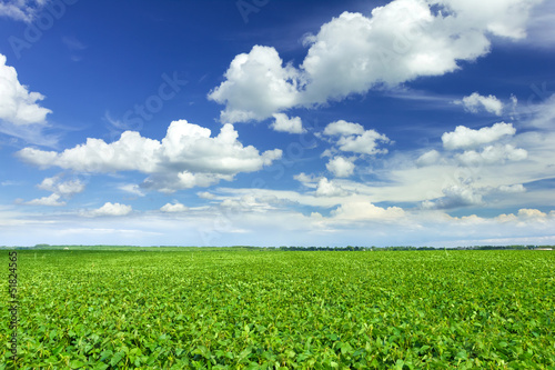 Photo: Soybean field Soybean field