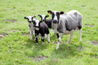 sheep and three lambs in meadow