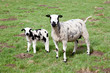 ewe and lamb in meadow