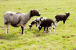 grey sheep with three lambs in meadow