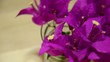 Video: Bougainvillea Bougainvillea