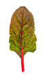 Swiss chard