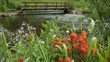 1285 Wilderness Mountain Wildflowers Stream Hiking Bridge Loop