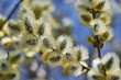 Willow blossom on blue background