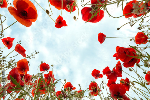 Photo: Poppies around you Poppies around you