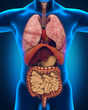 Anterior View of Human Body