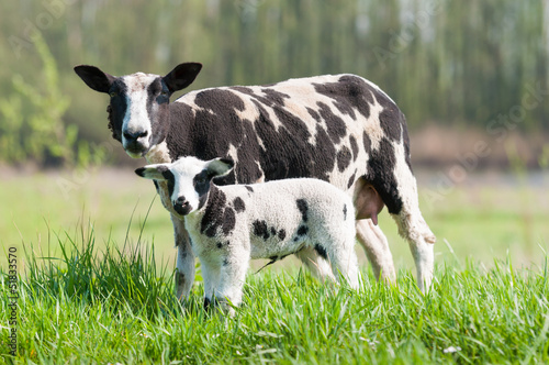 Photo: Mother sheep with her newborn daughter Mother sheep with her newborn daughter