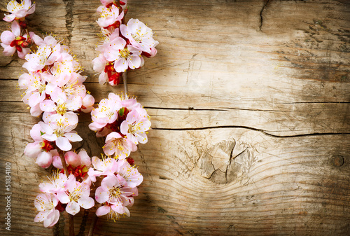 Photo: Spring Blossom over wood background Spring Blossom over wood background