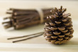 Still life - pine cone