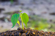 Green sprout growing from ground