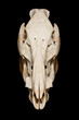 Boar skull