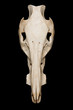 Boar skull
