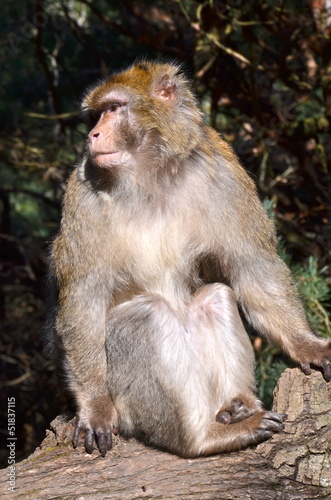 Photo: Barbary macaque on the monkey mountain park in Alsace Barbary macaque on the monkey mountain park in Alsace