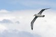 Black-browed Albatross flying against sky.