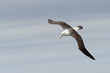 Photo: Shy Mollymawk flying. Shy Mollymawk flying.