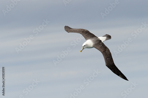 Photo: Shy Mollymawk flying. Shy Mollymawk flying.