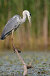 Grey Heron hunting for fish