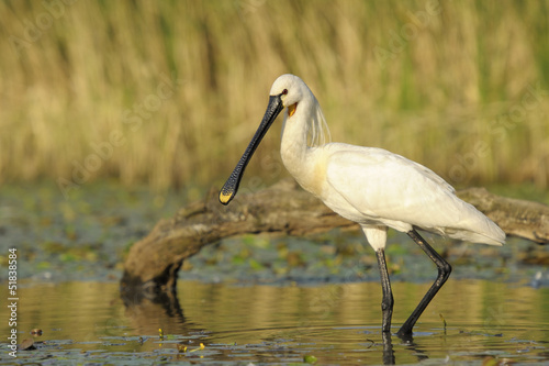 Photo: Spoonbill foraging in a small pond Spoonbill foraging in a small pond