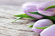Tulpen