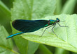 Damselfly