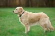 Portrait young beauty dog