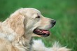 Portrait young beauty dog