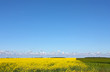 Yellow and green agricultural land