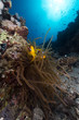 Anemone and anemonefish in  the Red Sea.