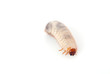 Photo: Cockchafer Cockchafer