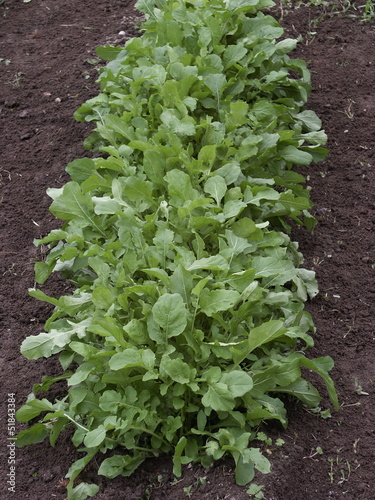 Photo: roquette roquette