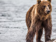 Foto: The brown bear fishes The brown bear fishes