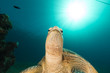 Female green turtle in the Red Sea.