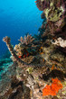 Tropical waters of the Red Sea.