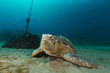 Female green turtle in the Red Sea.
