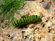 Caterpillar of the butterfly  machaon on the stone